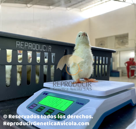 Pollitos libres de hormonas y químicos 