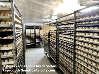 Venta de pollos de un dia y Huevos Fertiles