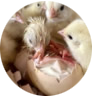 Pollito 1 dia