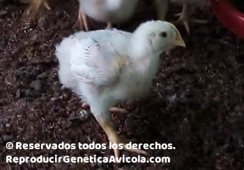 Pollito de Recria Colombia