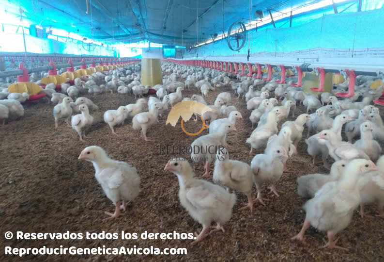 Venta de pollito de recria
