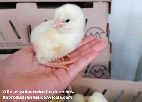 Producimos pollitos de razas Ross® y Cobb®